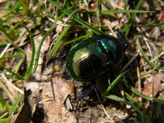 Trypocopris pyrenaeus