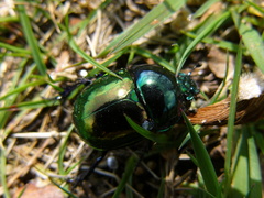 Trypocopris pyrenaeus