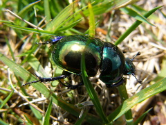 Trypocopris pyrenaeus