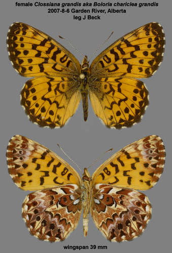 Purple Lesser Fritillary
