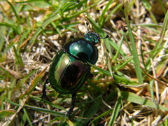 Trypocopris pyrenaeus