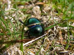 Trypocopris pyrenaeus