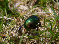 Trypocopris pyrenaeus