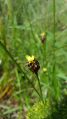 Xyris laxifolia iridifolia