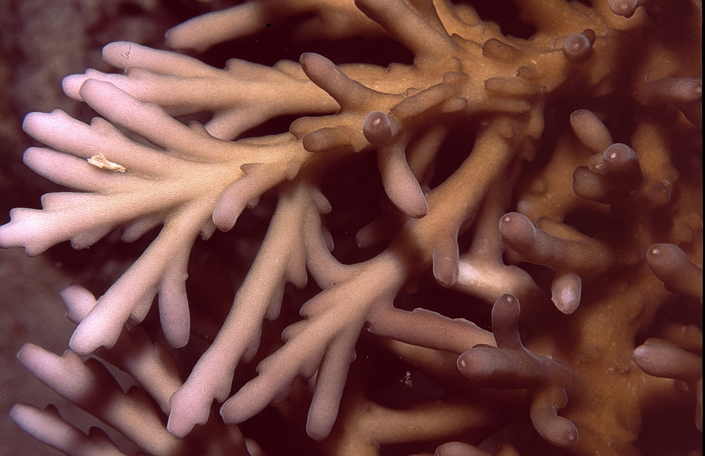 Acropora elegans