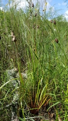 Xyris laxifolia iridifolia