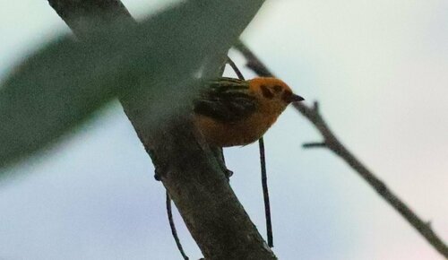 Golden Tanager (Tangara arthus), photo 8
