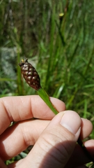 Xyris laxifolia iridifolia