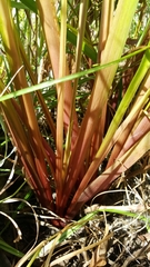Xyris laxifolia iridifolia