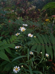Symphyotrichum lanceolatum lanceolatum