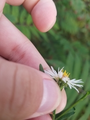 Symphyotrichum lanceolatum lanceolatum