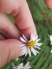 Symphyotrichum lanceolatum lanceolatum