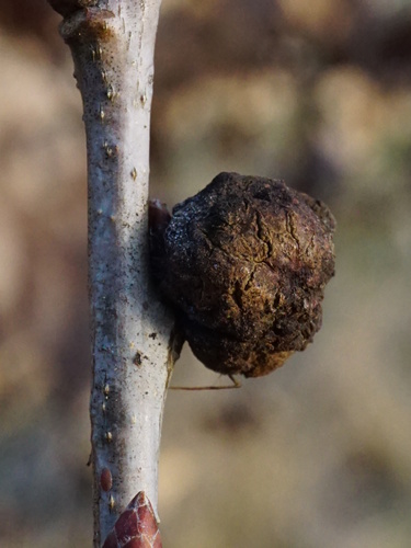 Cola Nut Gall Wasp photo 2