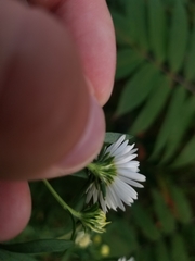 Symphyotrichum lanceolatum lanceolatum