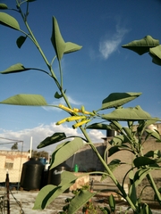 Nicotiana glauca