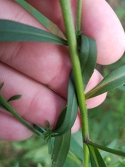Symphyotrichum lanceolatum lanceolatum