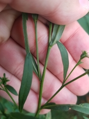 Symphyotrichum lanceolatum lanceolatum