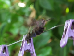 Cynanthus latirostris