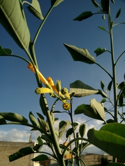 Nicotiana glauca