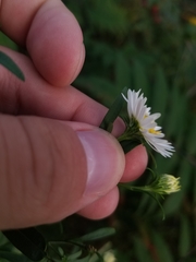 Symphyotrichum lanceolatum lanceolatum