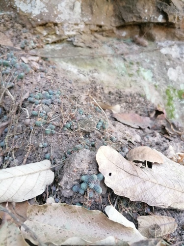 Sedum greggii, photograph 3