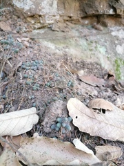 Sedum greggii, photograph (c) Carlos Domínguez-Rodríguez, some rights reserved (CC BY)