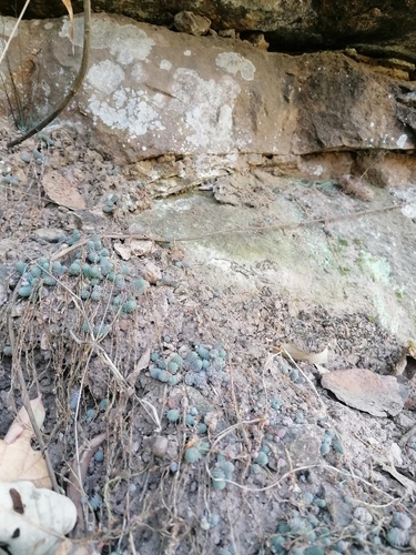Sedum greggii, photograph 1