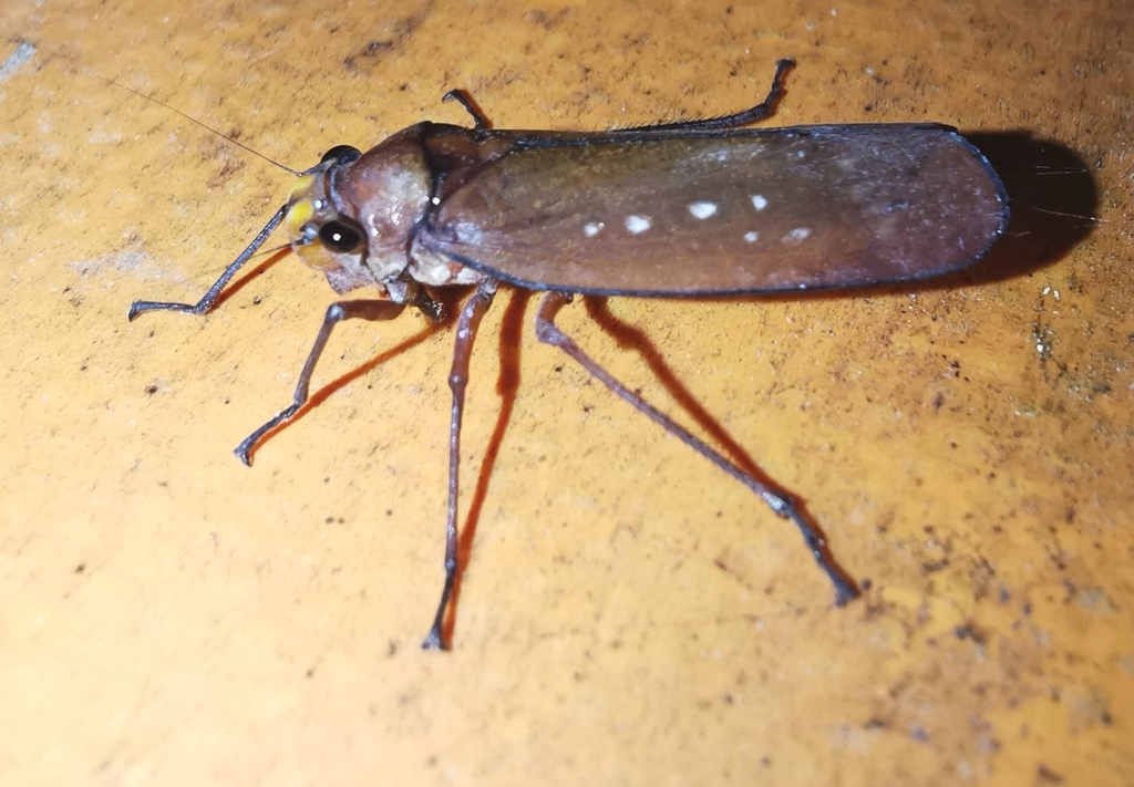 Homoscarta boliviana