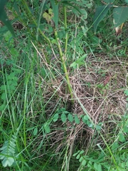 Symphyotrichum lanceolatum lanceolatum