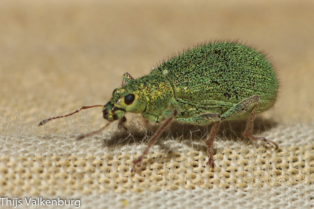 Polydrusus pilosulus