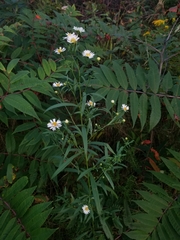 Symphyotrichum lanceolatum lanceolatum