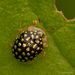 Charidotis auroguttata - Photo 由 Darcy Santos 所上傳的 (c) Darcy Santos，保留部份權利CC BY-NC