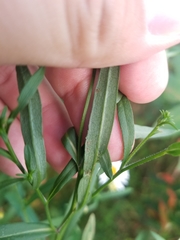Symphyotrichum lanceolatum lanceolatum