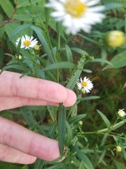 Symphyotrichum lanceolatum lanceolatum