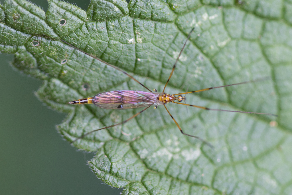 Teucholabis inulta