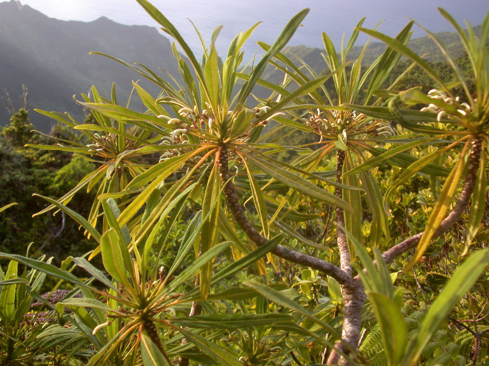 Cyanea habenata