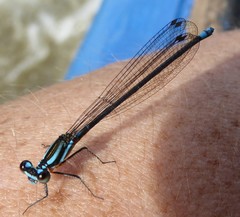 Acanthagrion