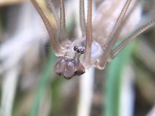 Manuel's Cellar Spider