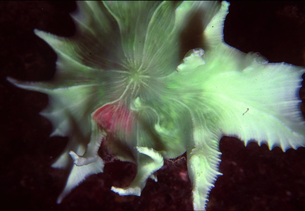 Mycedium spina