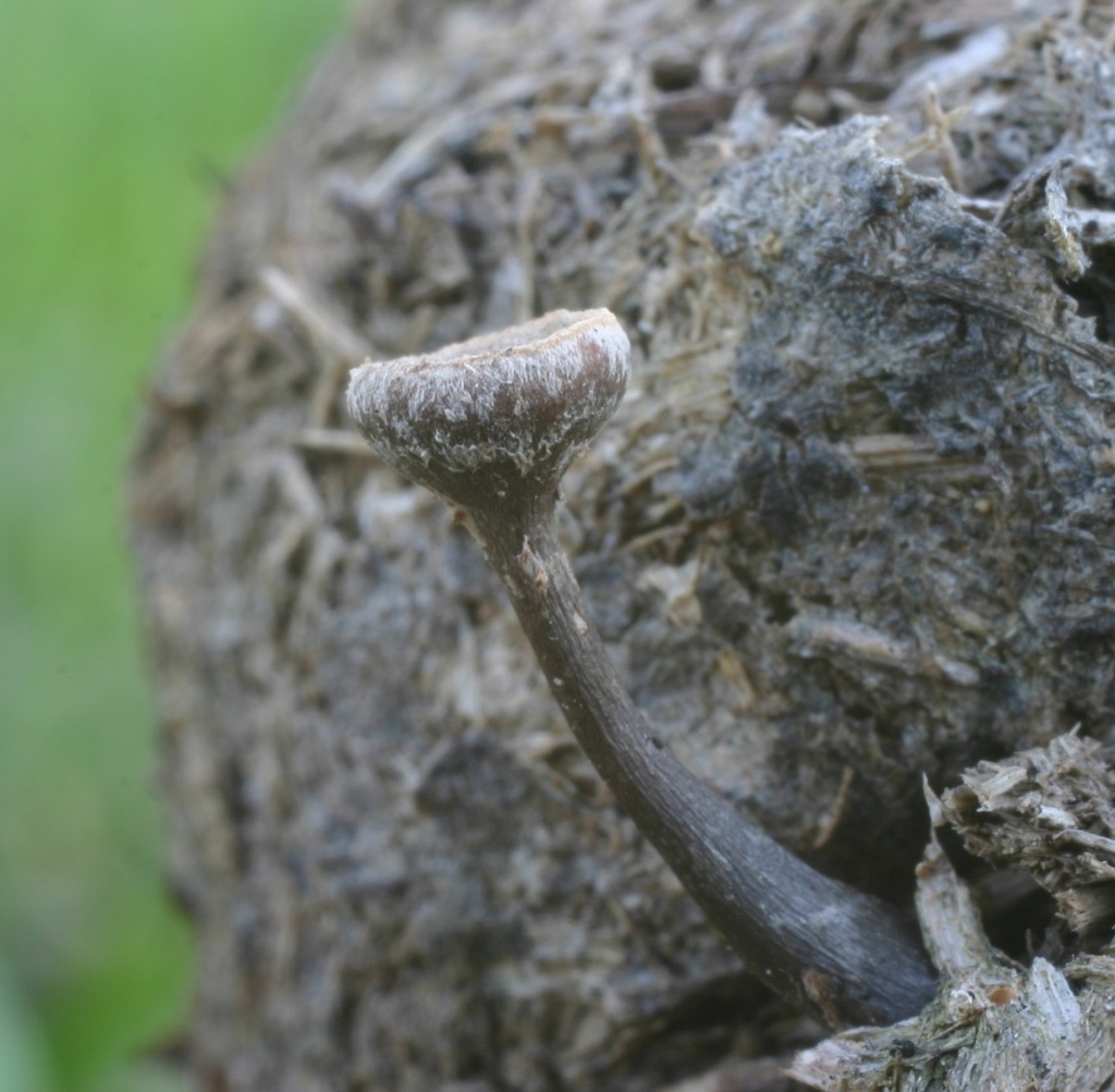 Poronia from Singleton NSW 2330, Australia on May 25, 2007 at 0313 PM