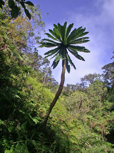 Carlson's cyanea (Cyanea hamatiflora ssp. carlsonii)