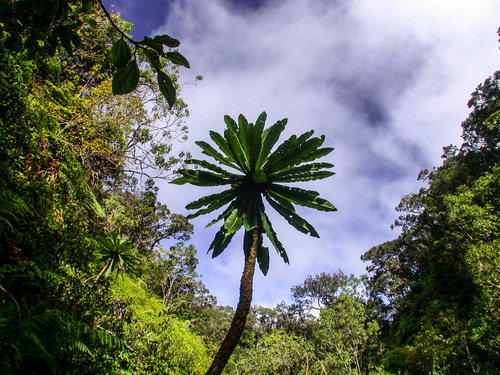 Cyanea hamatiflora