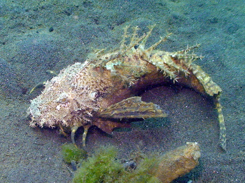 Longsnout stinger (Inimicus cuvieri) — Synanceiidae