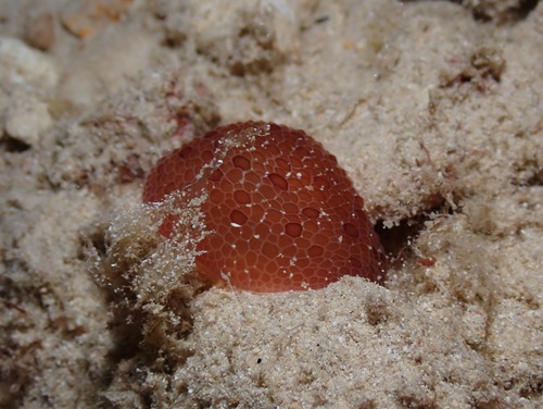 Pleurobranchus observed 2023-02-28
