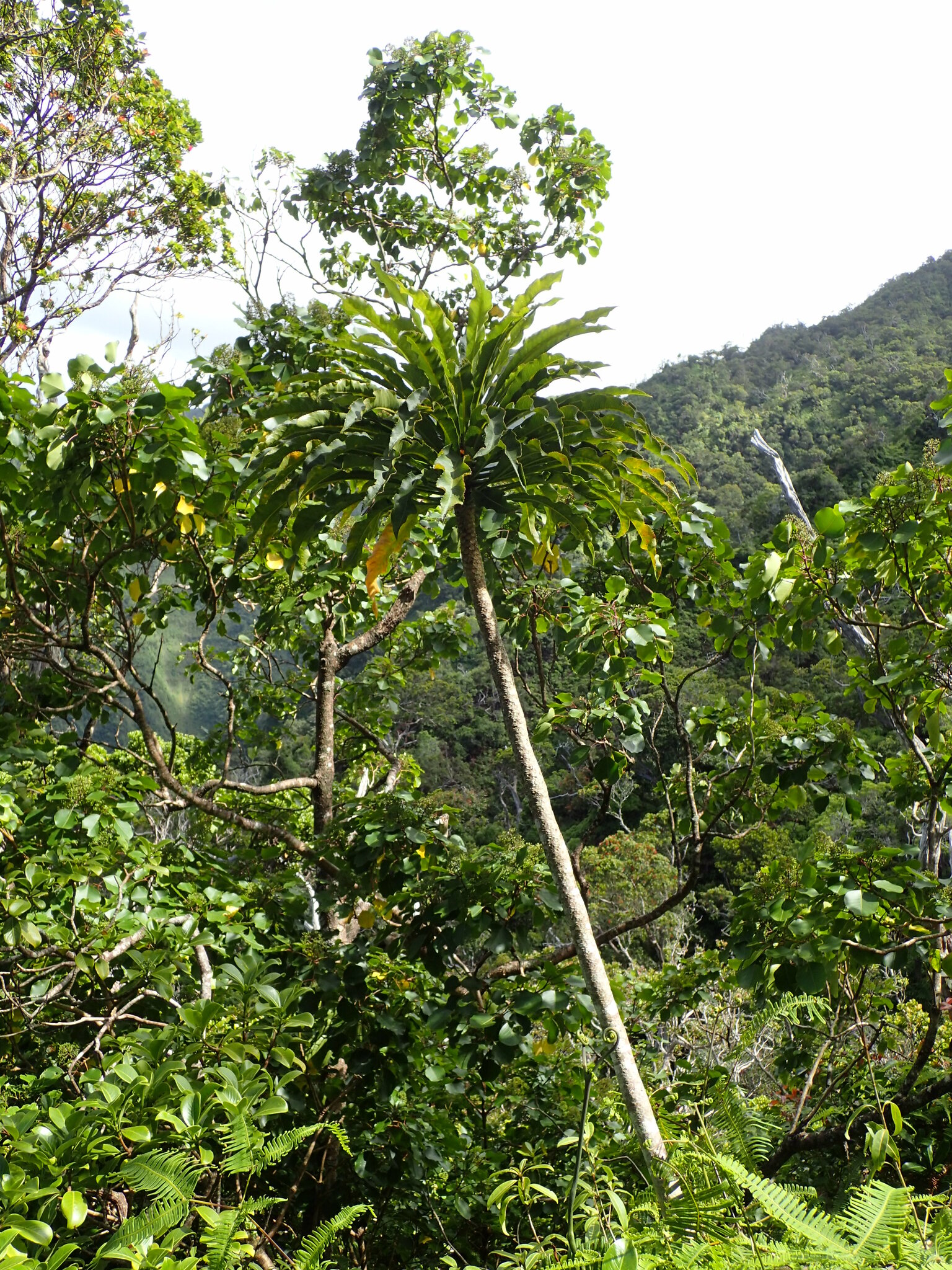 Cyanea hardyi