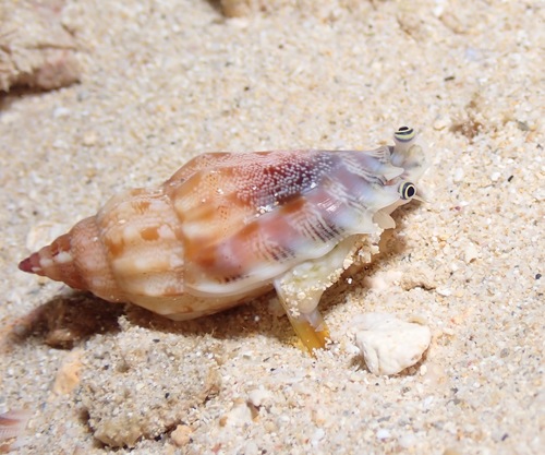 Strombus dentatus observed 2023-02-28