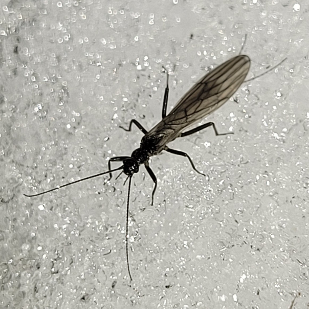 Capnia nigra