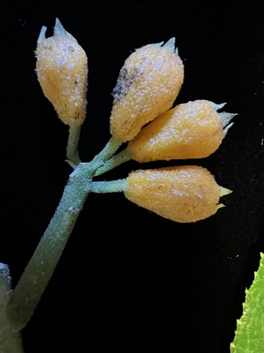 Cyanea hirtella