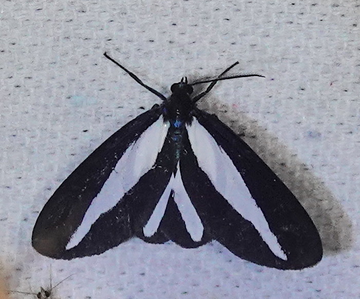Crocomela albolineata