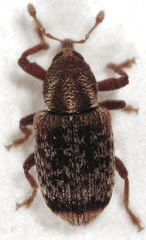 Peristoreus flavitarsis